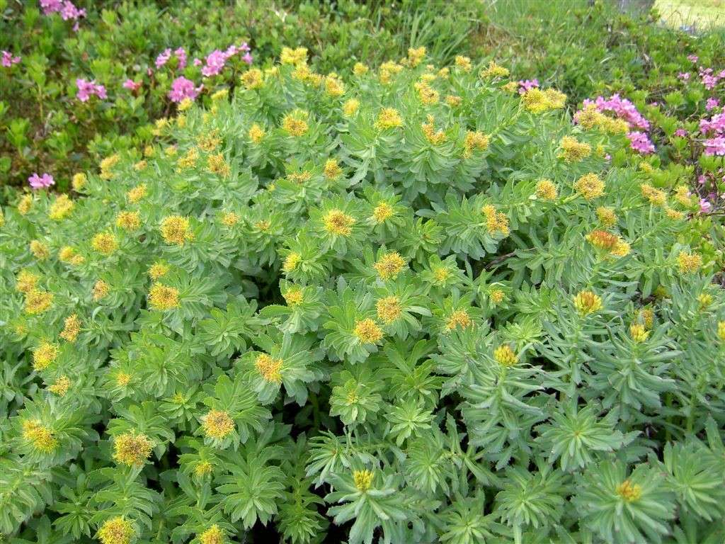 Pianta di rhodiola