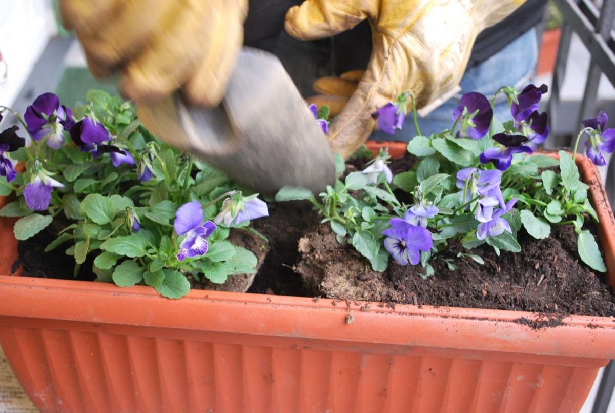 Violette da balcone