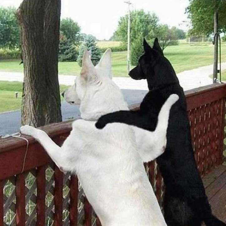 Amicizia tra cani