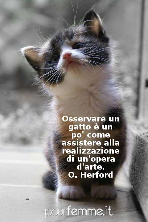 Gatti e opere d'arte