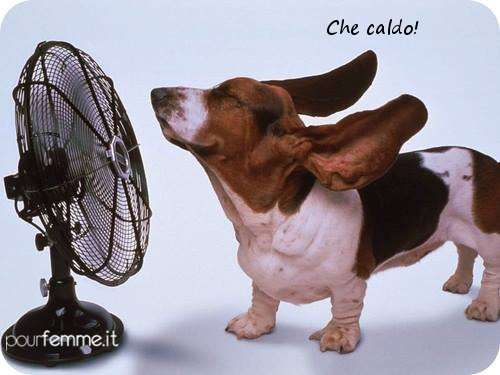 Il bassotto con il ventilatore