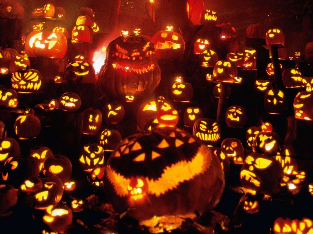 Distesa di zucche per Halloween