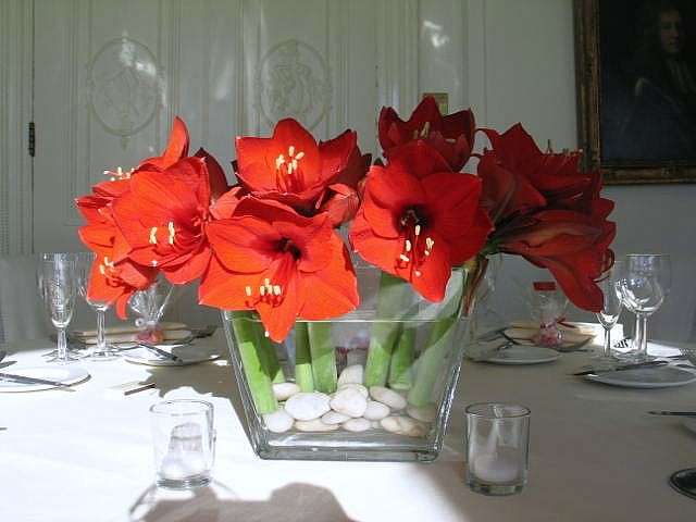 Amaryllis rossi per il matrimonio in inverno