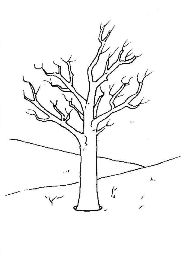 Albero d'inverno