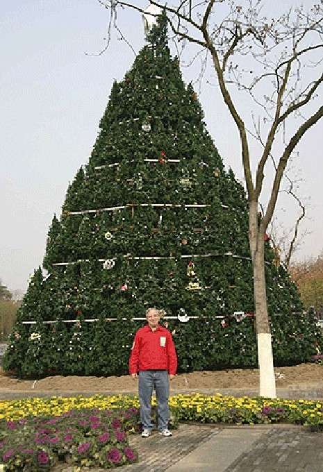 Albero di Natale con tanti abeti