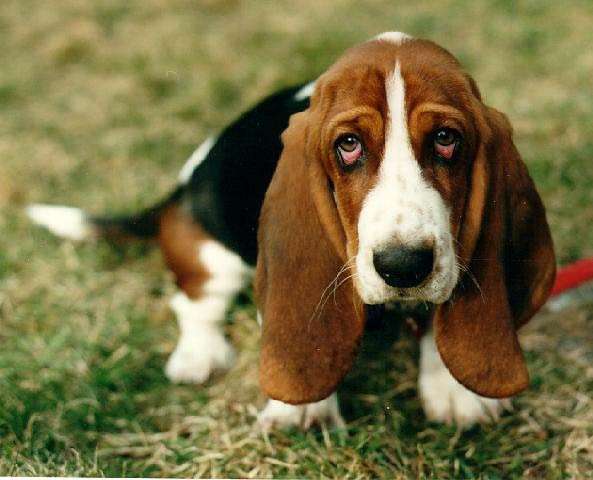 Bassethound