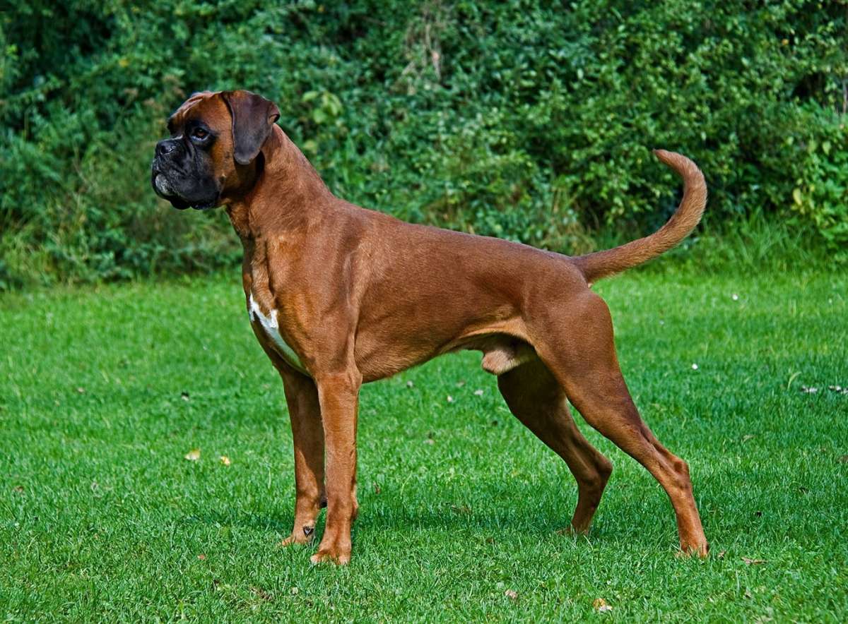 Boxer sul prato