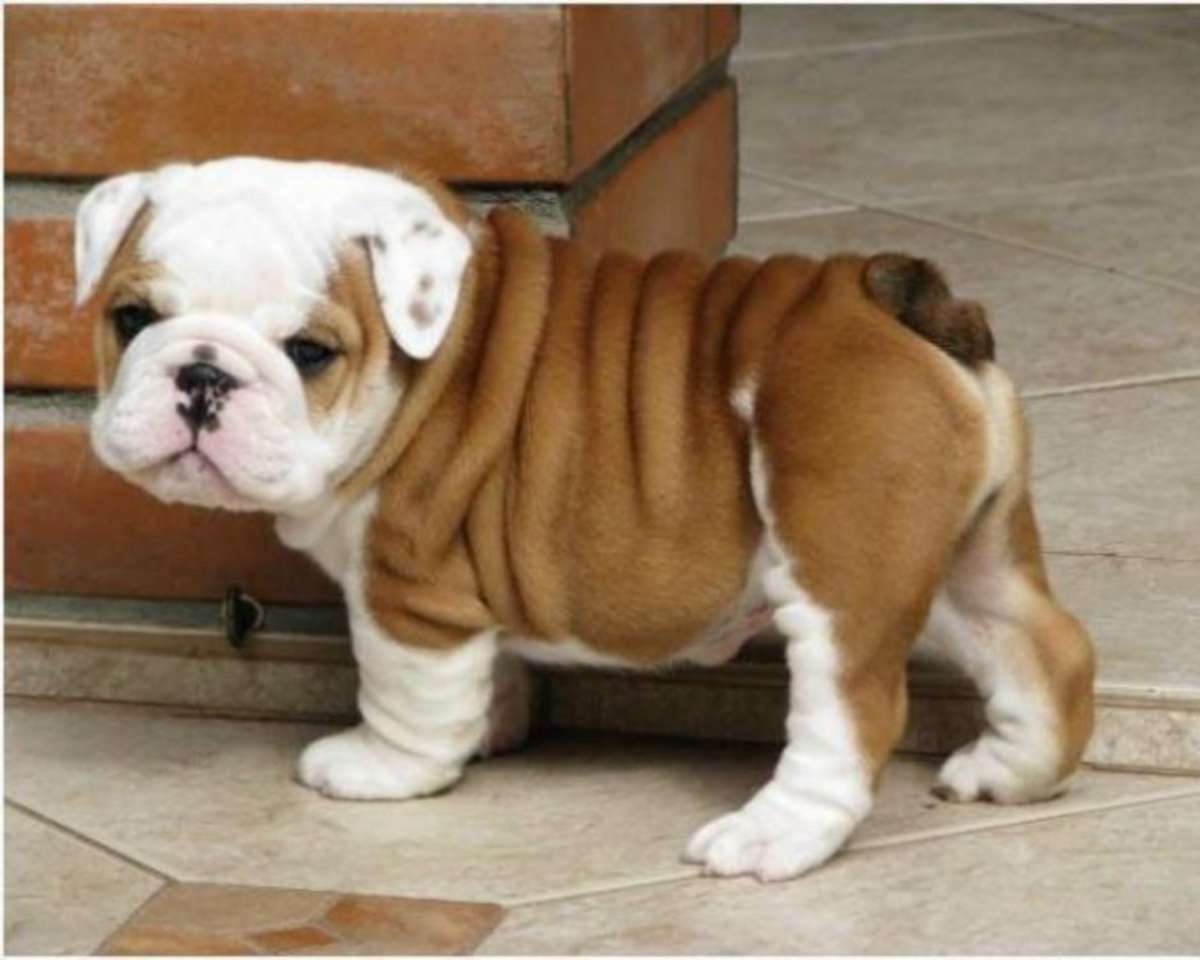 Bulldog inglese