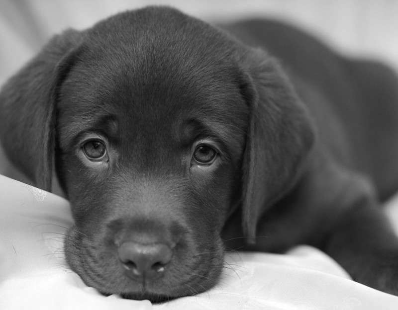 Cagnolino nero