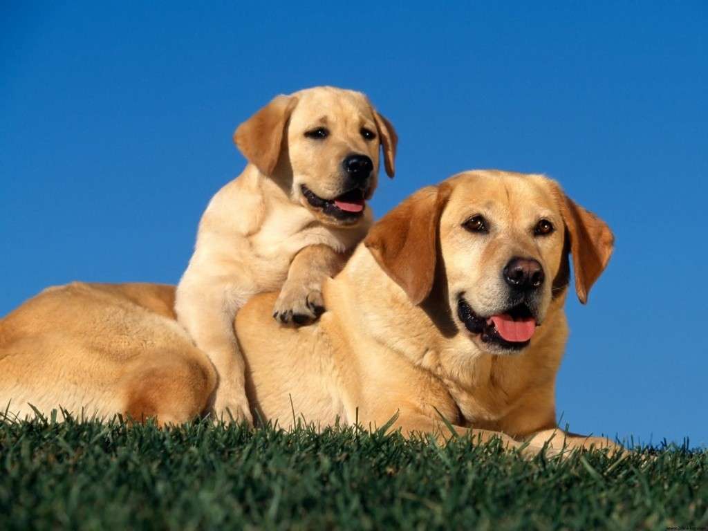 Cane con il suo cucciolo