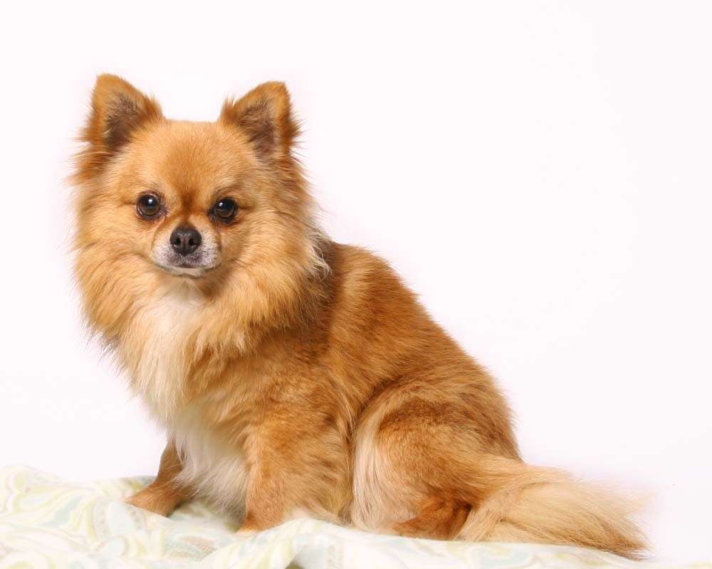 Chihuahua a pelo lungo