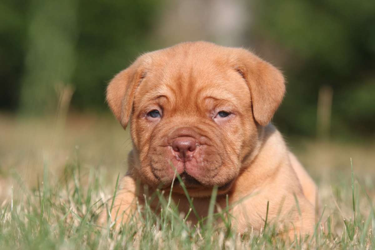 Cucciolo di Dogue de Bordeaux