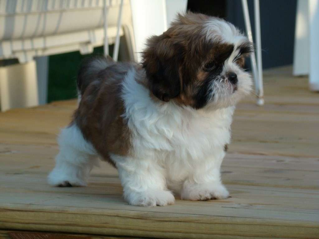 Cucciolo di Shih Tzu