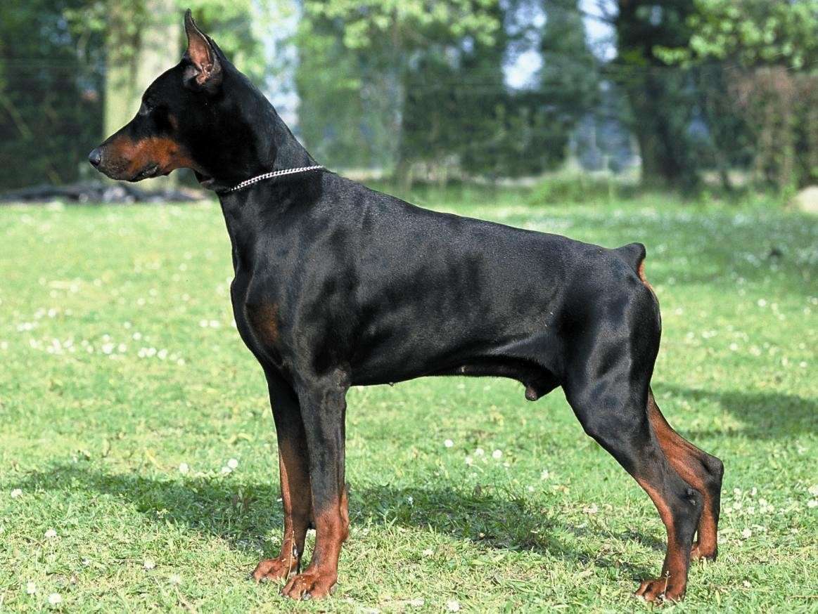 Dobermann