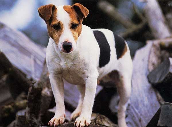 Jack Russell