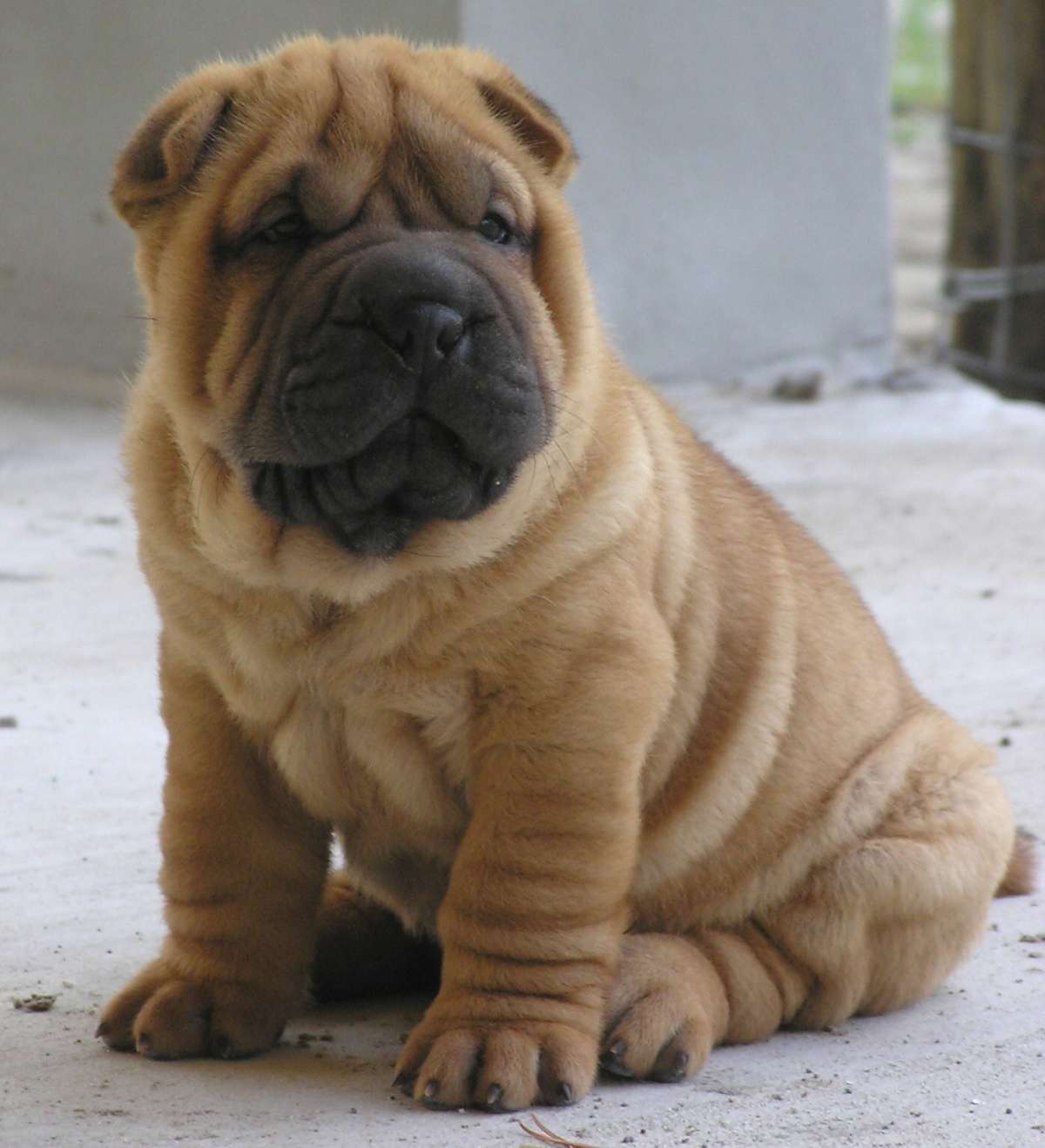 Shar Pei