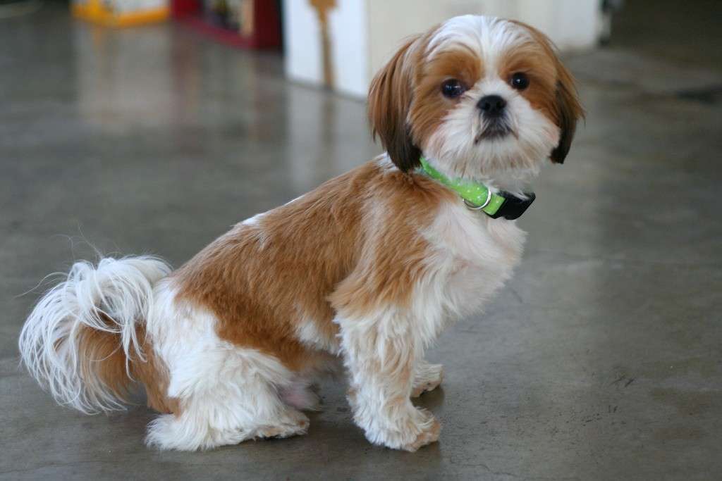 Shih Tzu