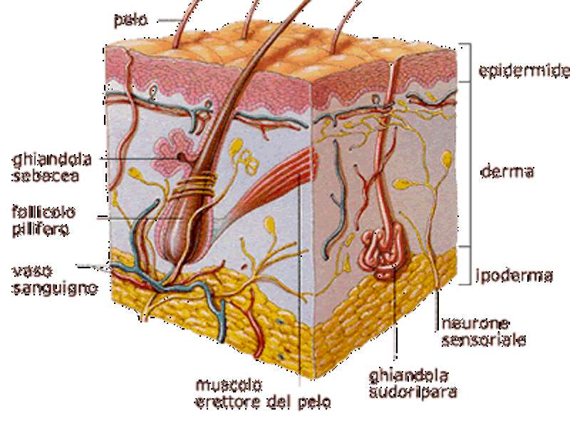 Ghiandole sebacee