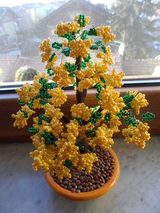 Bonsai di mimose di perline