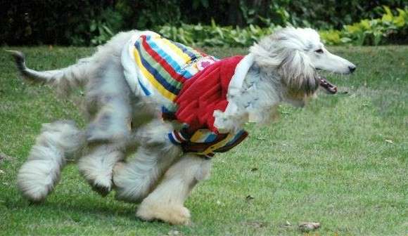 Cappottino per tutti i cani