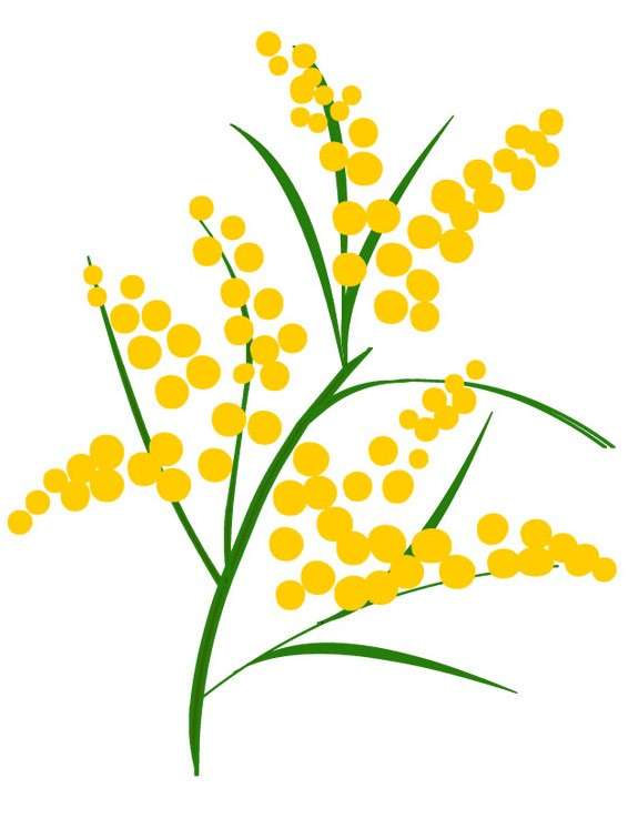 Cartolina con la mimosa