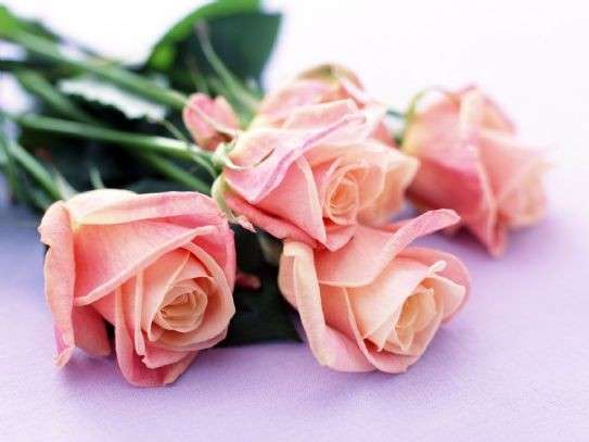 Cartolina con le rose