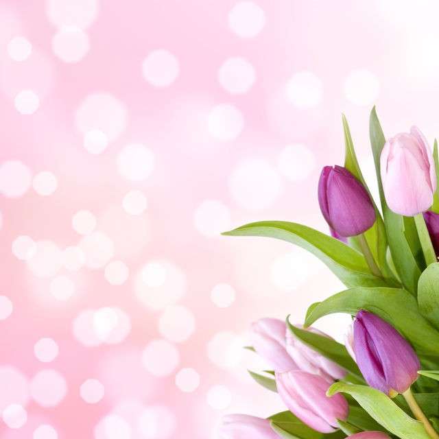 Cartolina rosa con i tulipani