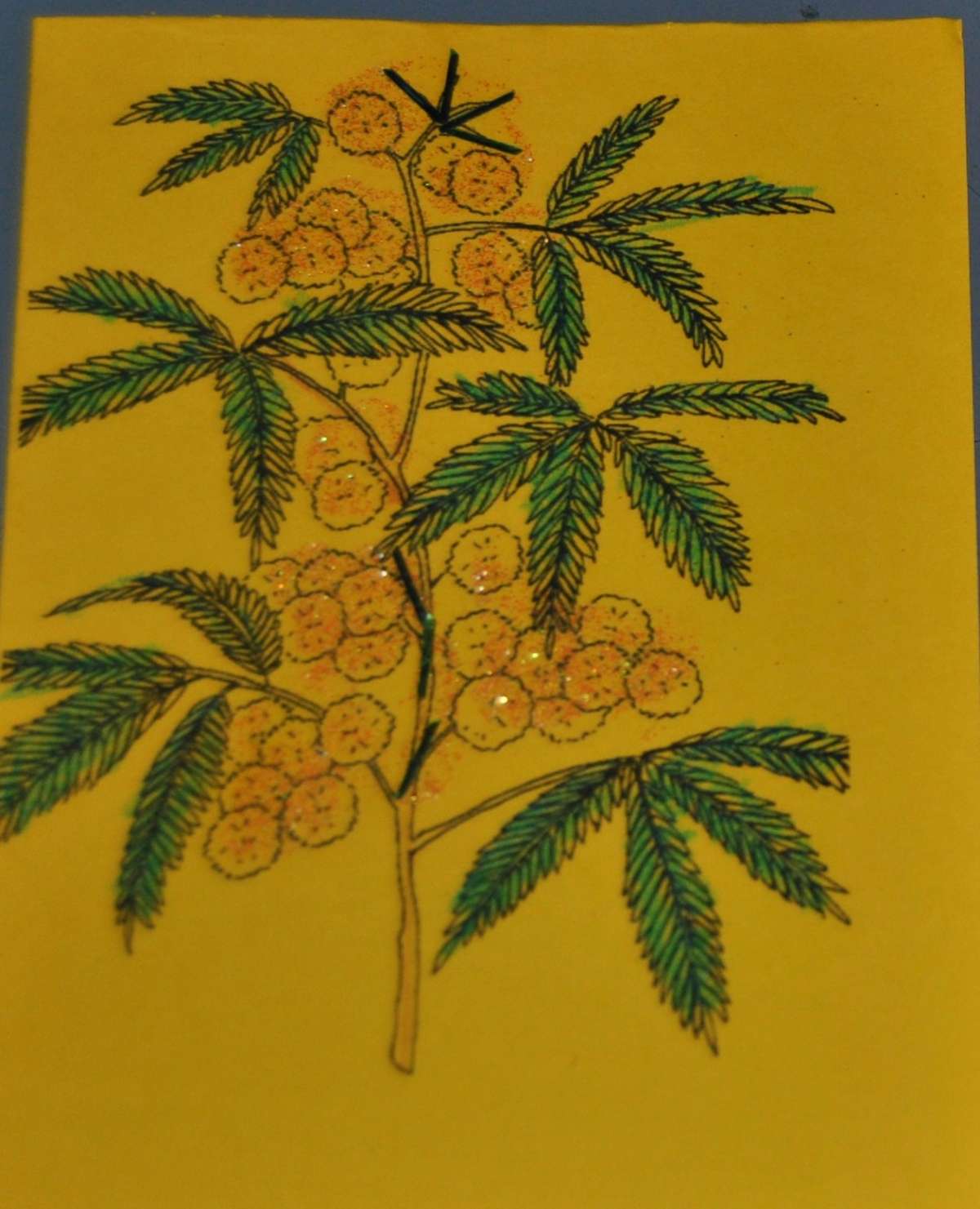 Disegno della mimosa