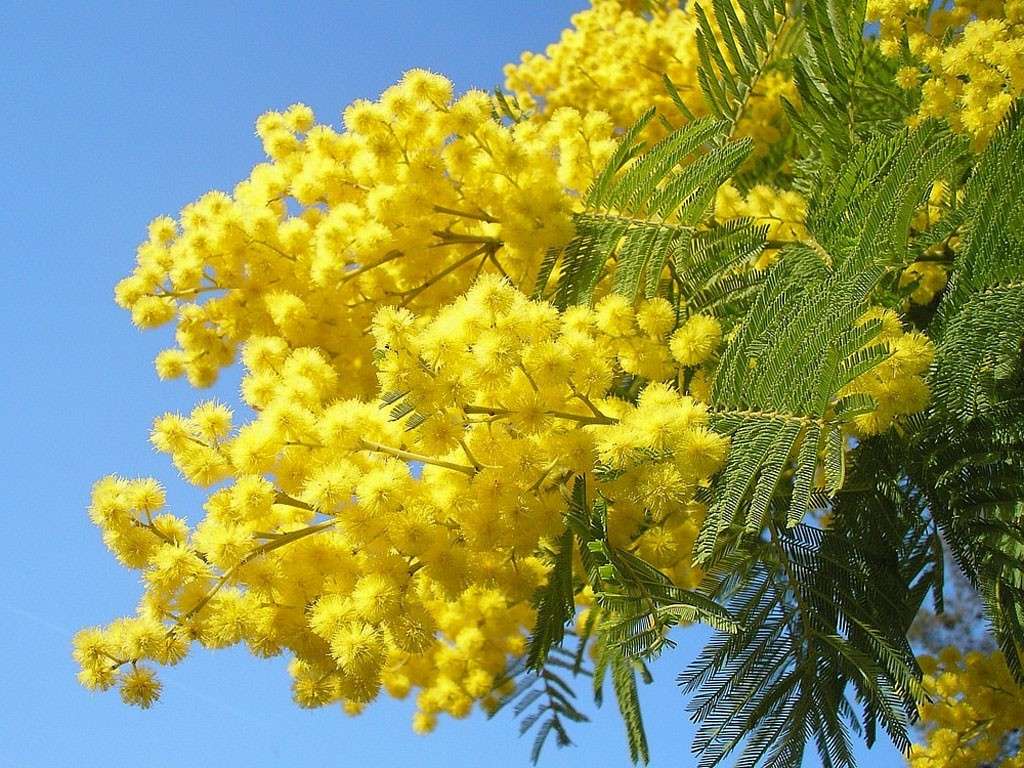Festa della donna