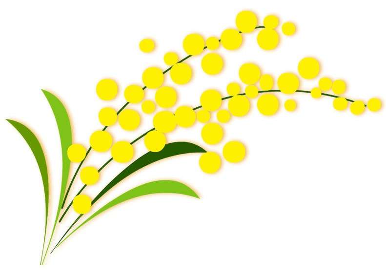 Mimosa per gli auguri alle donne