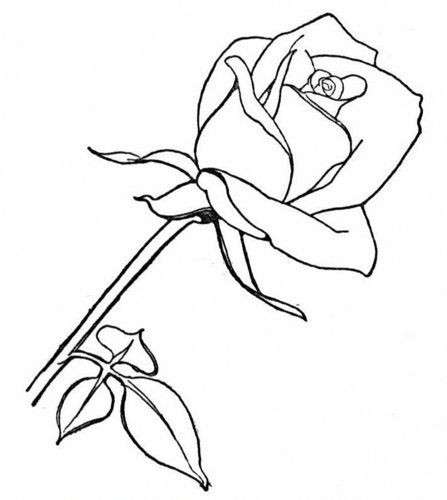 Una rosa per l'8 marzo