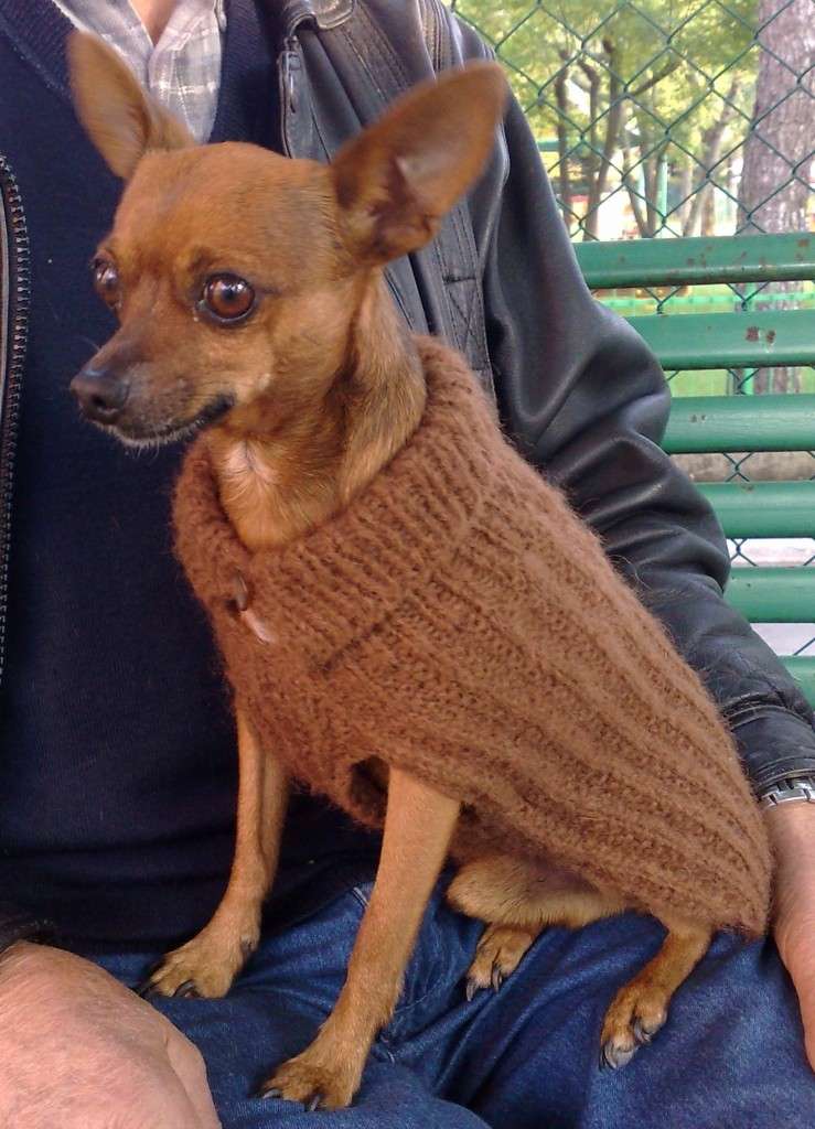 Vestire il cagnolino