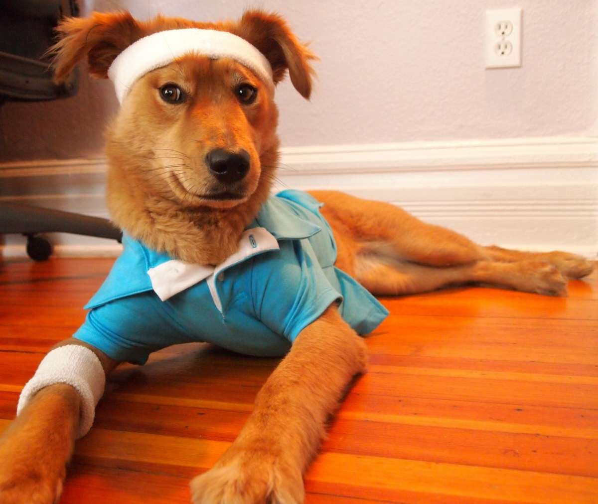 Abbigliamento sportivo per cagnolino