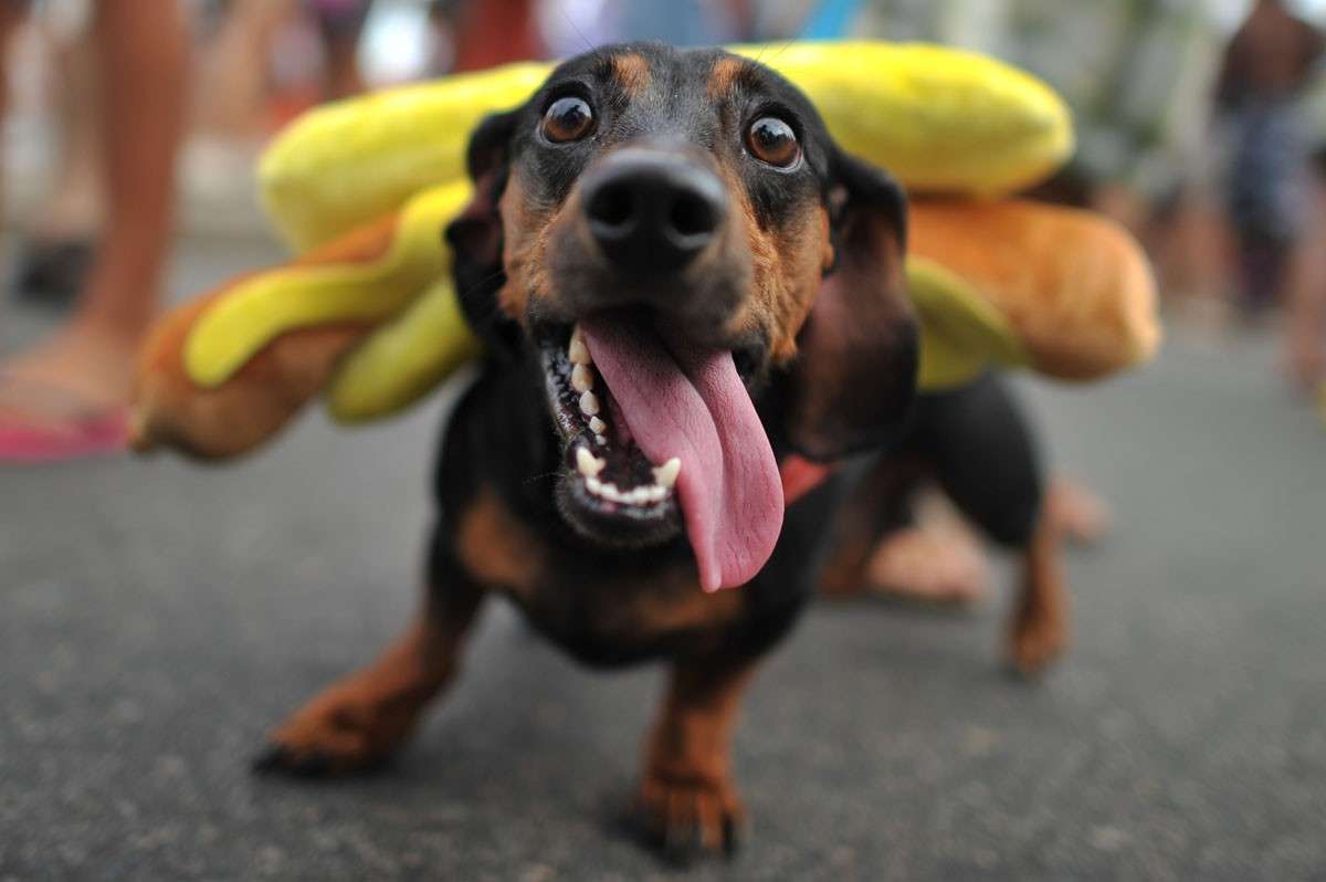 Bassotto travestito da hot dog