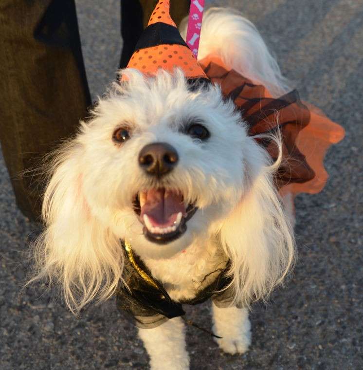 Cagnolina ed abito per Carnevale