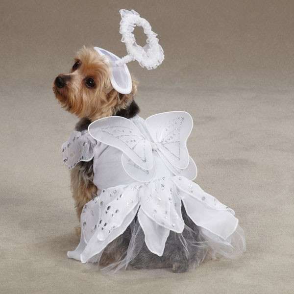 Cagnolina in versione angioletto