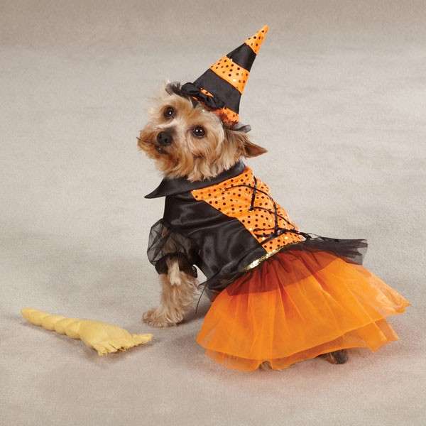 Cagnolina versione strega