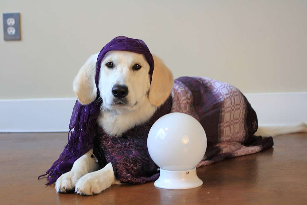 Costumi di Carnevale per cani i pi divertenti FOTO Pourfemme