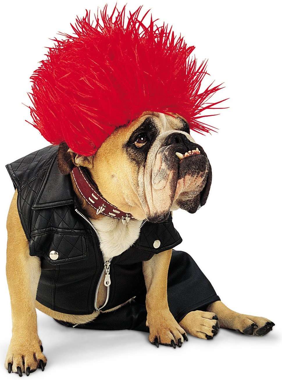 Cagnolino in versione punk