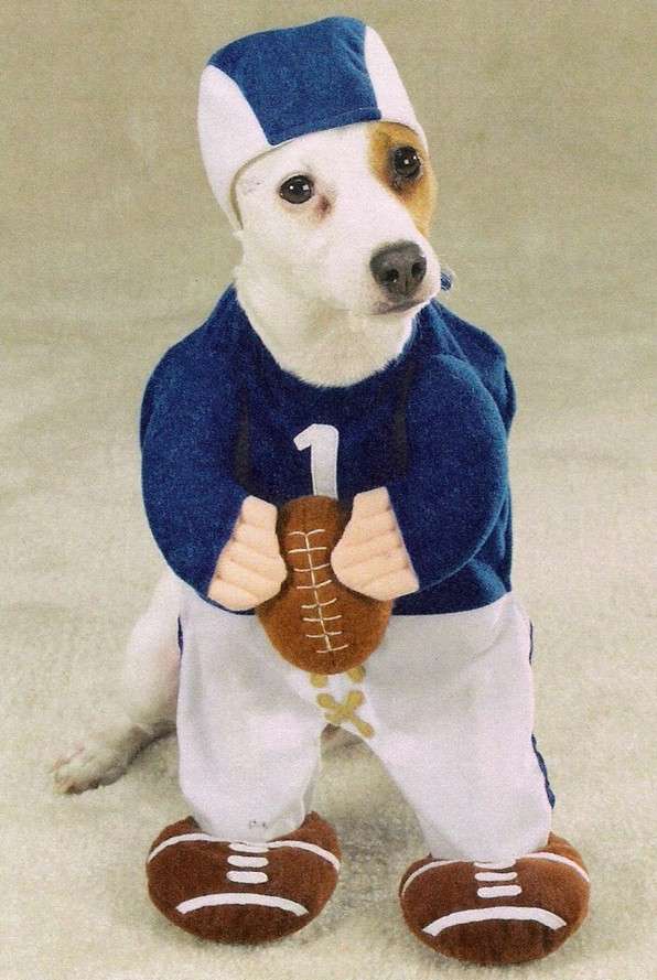 Cane giocatore da football