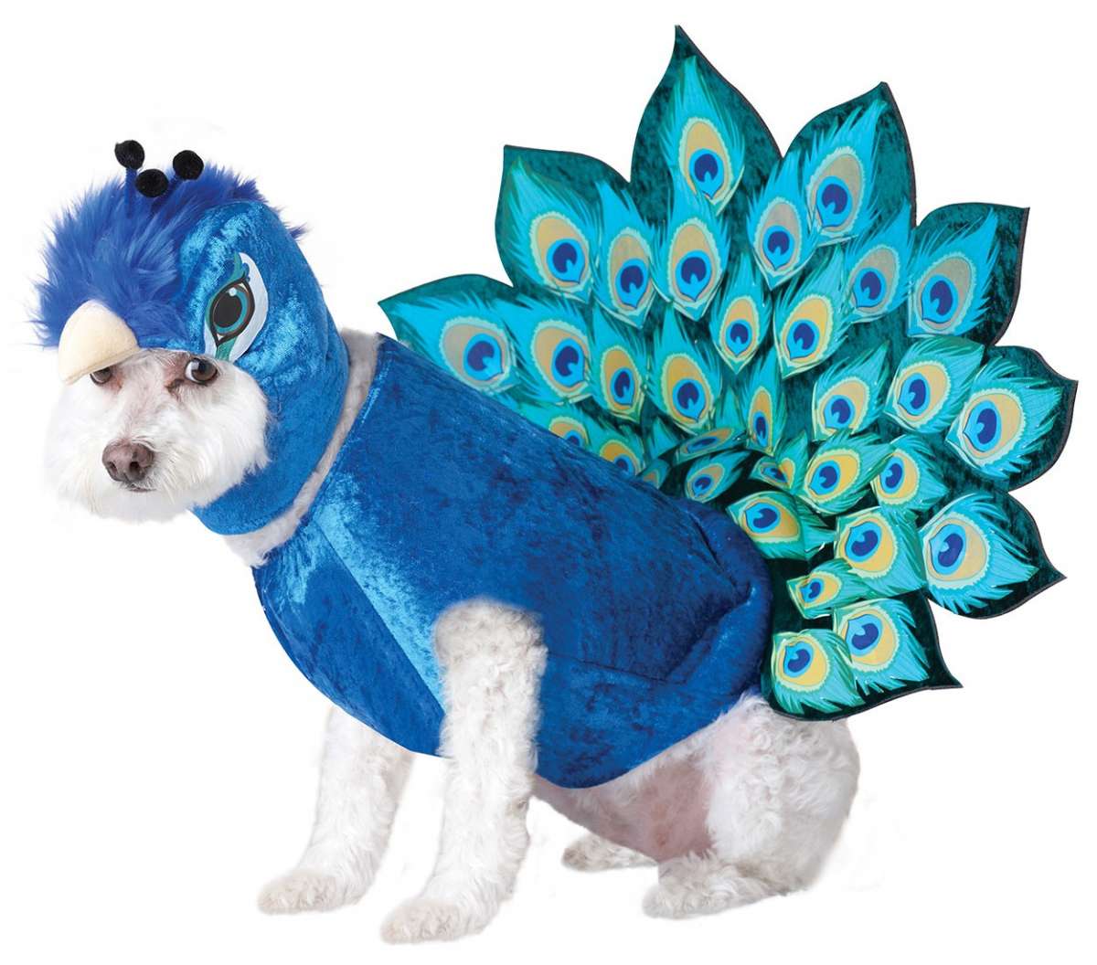 Cane pavone per Carnevale
