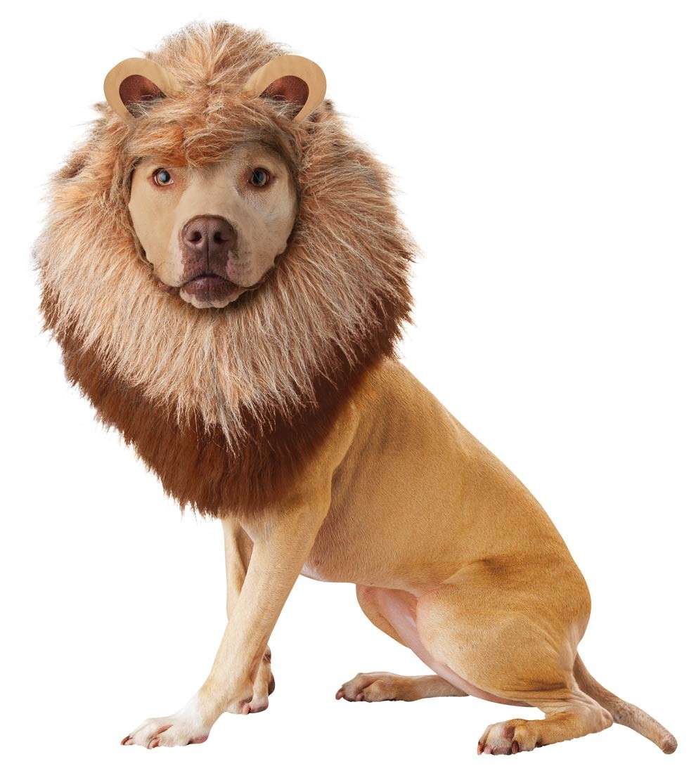 Cane vestito da leone