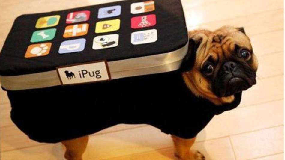 Carlino vestito da iPhone