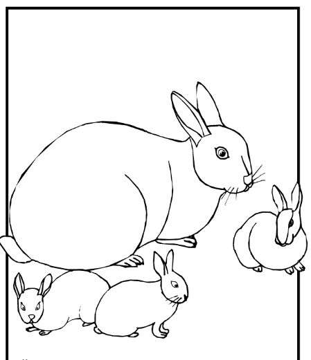 Conigli grandi e piccoli