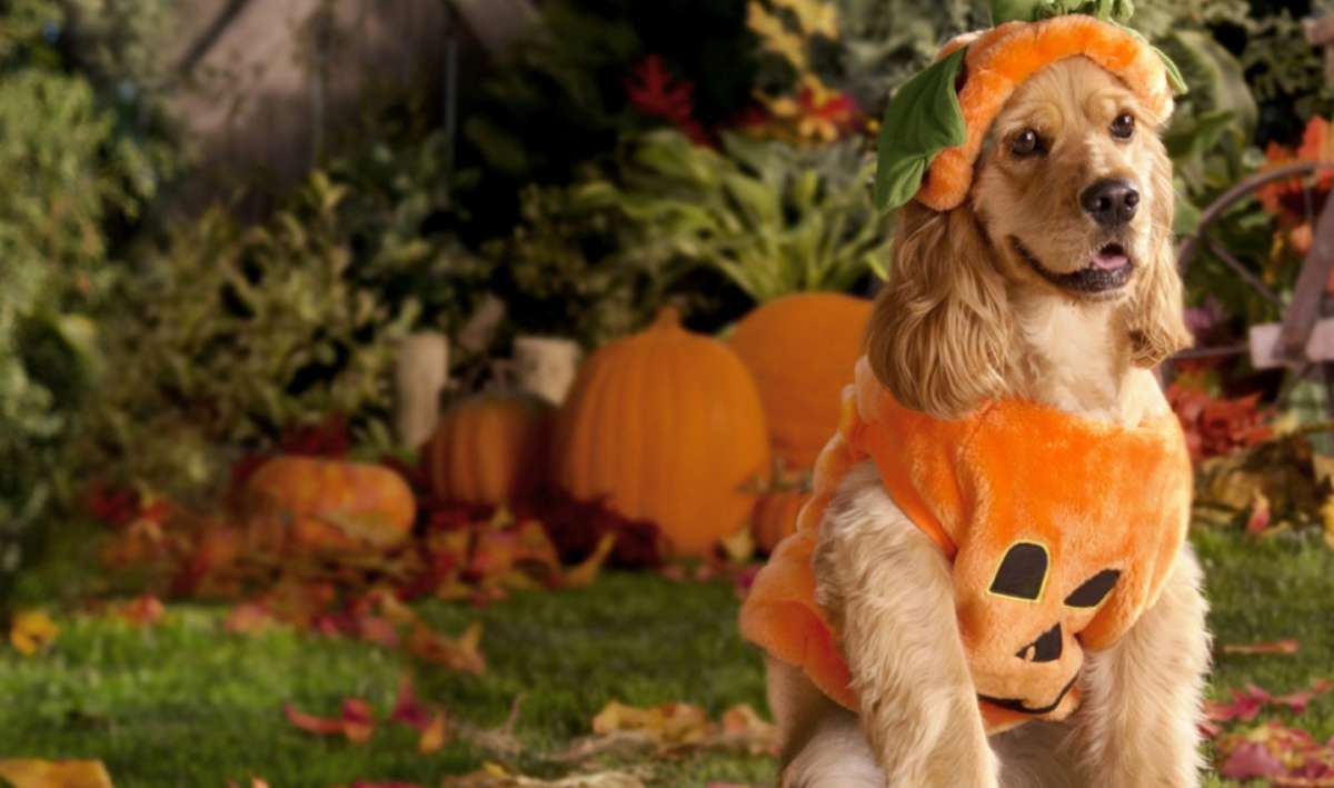 Costume di Carnevale da zucca