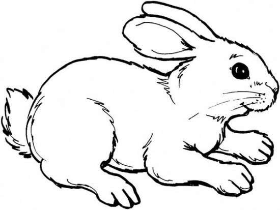Grazioso disegno di coniglio