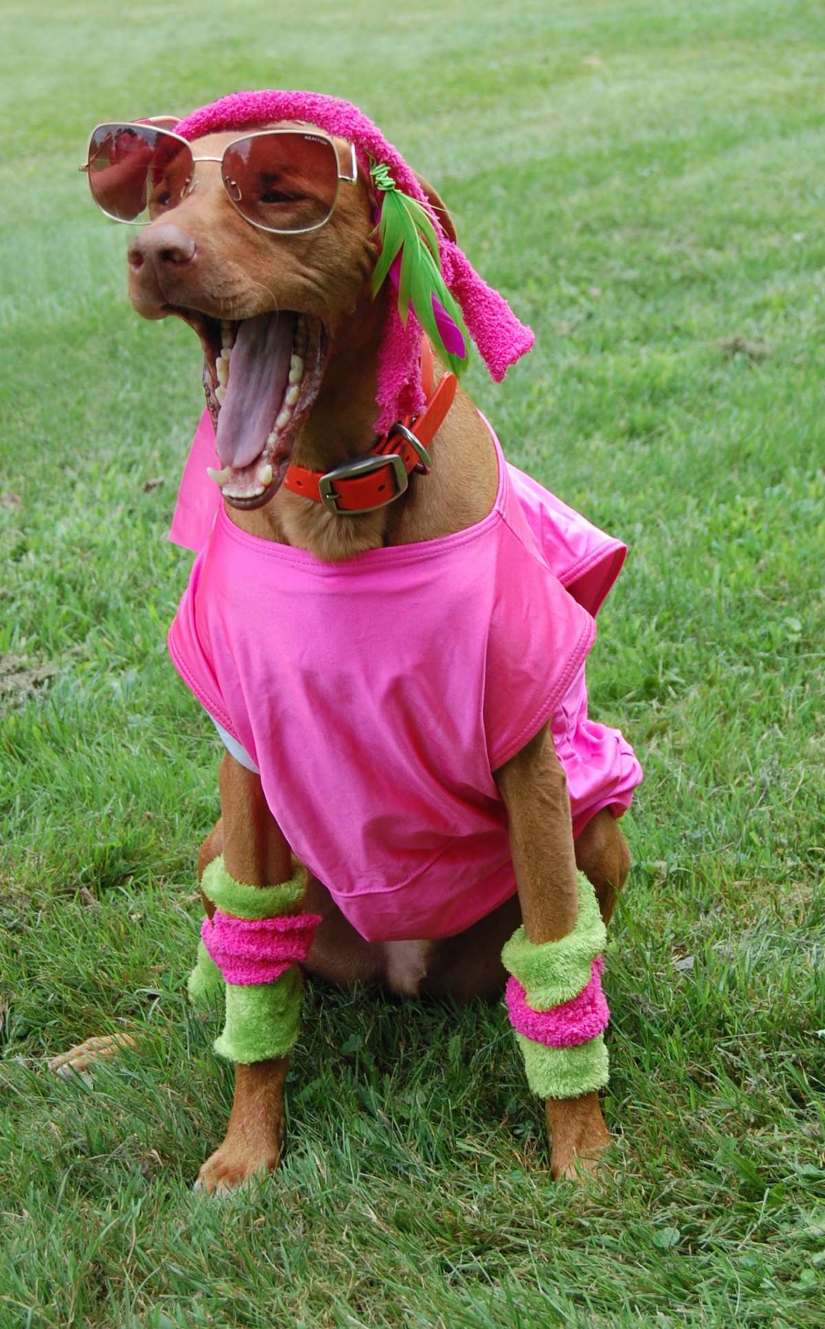 Outfit da hippie per cane