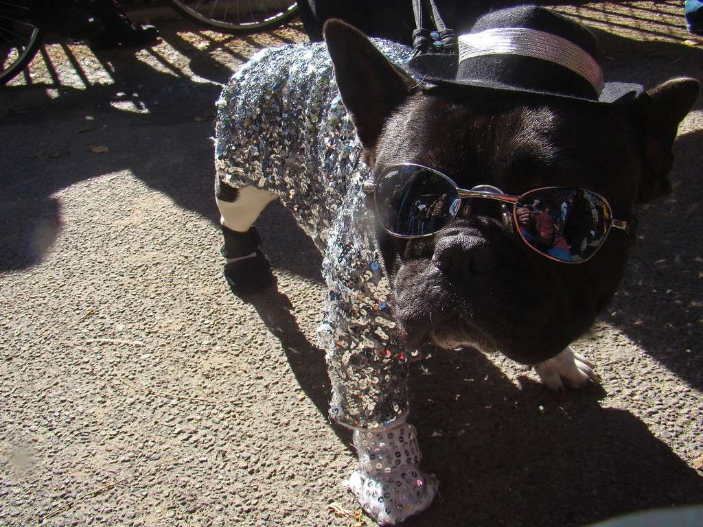 Outfit da Michael Jackson per cane