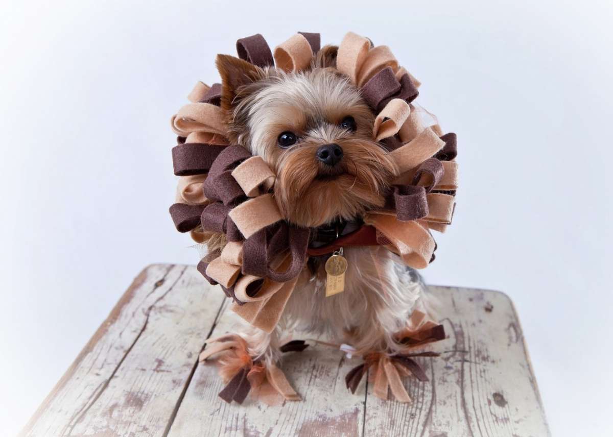 Particolare vestito di Carnevale per cane