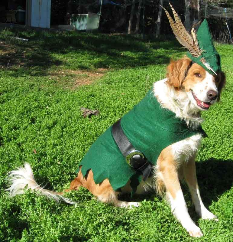 Robin Hood in versione canina